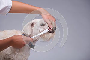 Female veterinarian examines little dog teeth