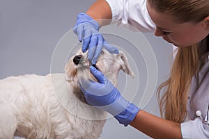 Female veterinarian examines little dog teeth and