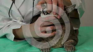 female veterinarian examines the teeth of gray cat. The pet was examined at veterinary clinic.