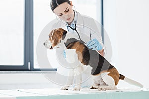 female veterinarian examining beagle by stethoscope