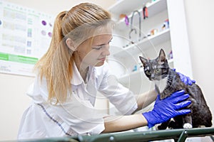 Female veterinarian examining a cat in a vet clinic