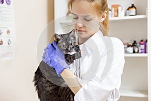 Female veterinarian examining a cat in a vet clinic