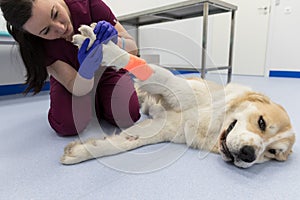 Female veterinarian examining of Central asian shepherd dog injured or hurt paw with bandage on the floor in vet clinic