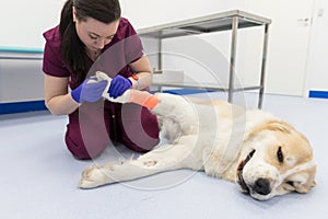 Female veterinarian examining of Central asian shepherd dog injured or hurt paw with bandage on the floor in vet clinic