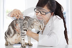 Female Veterinarian examining a cute cat at clinic