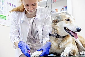 Female veterinarian examining a dog in a vet clinic