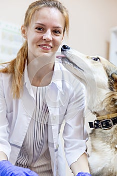 Female veterinarian examining a dog in a vet clinic