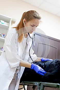 Female veterinarian examining a dog in a vet clinic