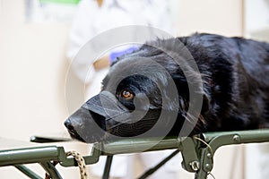 Female veterinarian examining a dog in a vet clinic