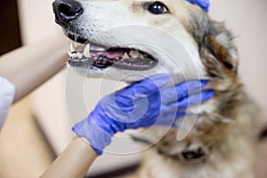 Female veterinarian examining a dog in a vet clinic