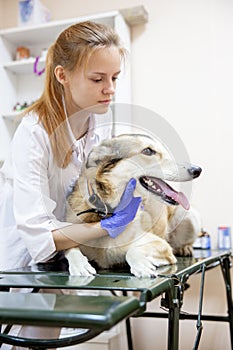 Female veterinarian examining a dog in a vet clinic