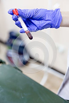 Female veterinarian examining a dog in a vet clinic