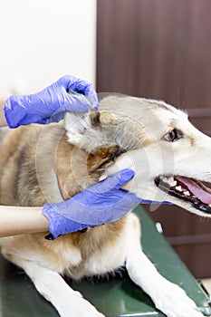 Female veterinarian examining a dog in a vet clinic