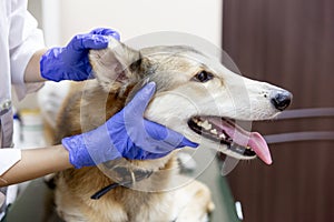 Female veterinarian examining a dog in a vet clinic