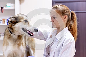 Female veterinarian examining a dog in a vet clinic