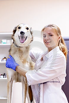 Female veterinarian examining a dog in a vet clinic