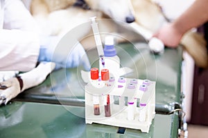 Female veterinarian examining a dog in a vet clinic