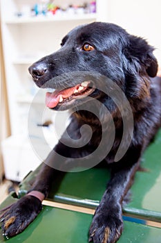 Female veterinarian examining a dog in a vet clinic