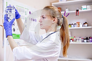 Female veterinarian examining a dog in a vet clinic