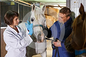 Female veterinarian examining horse