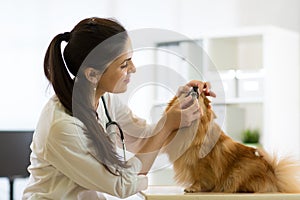 Female veterinarian examining teeth of Spitz dog in clinic photo
