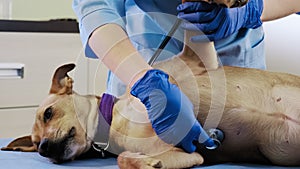Female veterinarian with the help of a stethoscope examines the dog in clinic, health care. Close up