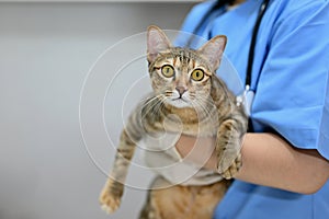 A female veterinarian holding a cute adorable cat in her hands at a vet clinic