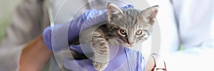 Female veterinarian holding grey striped kitten in hands