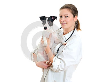 Female veterinarian holding jack russell terrier. photo