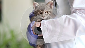 Female veterinarian holding small gray kitten in hands