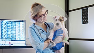 Female veterinarian holds in his hands jack russell dog in clinic, health care. Close up