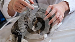 Female veterinarian making ultrasound diagnosis for cat in clinic