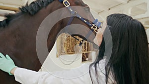 Female veterinarian petting horse in stable.