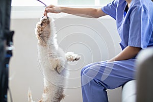 female veterinarian is playing with a dog for health checks and checks for near healing injuries before veterinarian performs