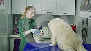 A female veterinarian puts on gloves before examining a dog.