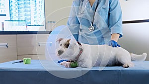 Female veterinarian puts on a jack Russell dog veterinary collar in clinic, health care. Close up footage