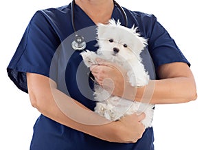 Female Veterinarian with Stethoscope Holding Young Maltese Puppy Isolated on White