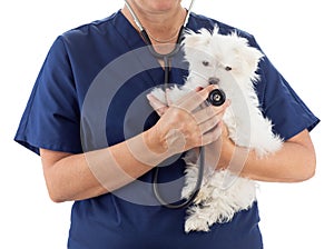 Female Veterinarian with Stethoscope Holding Young Maltese Puppy Isolated on White