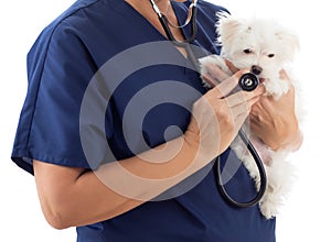 Female Veterinarian with Stethoscope Holding Young Maltese Puppy Isolated on White