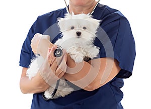 Female Veterinarian with Stethoscope Holding Young Maltese Puppy Isolated on White