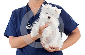 Female Veterinarian with Stethoscope Holding Young Maltese Puppy Isolated on White