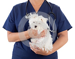 Female Veterinarian with Stethoscope Holding Young Maltese Puppy Isolated on White