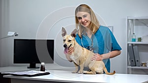 Female veterinarian with stethoscope stroking cute dog animal clinic examination