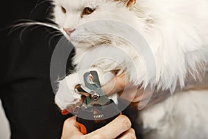 Female veterinarian trims cat& x27;s claws white