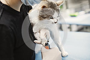 Female veterinarian trims cat& x27;s claws white