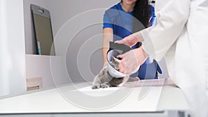 A female veterinarian in uniform puts protective plastic on a large gray cat lying on a table in a veterinary clinic.