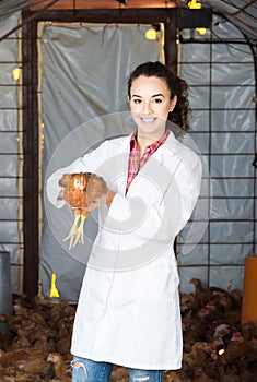 Female veterinarian in white coat holding brown chicken in hands