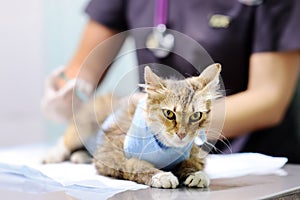 Female veterinary doctor giving injection for cat wearing bandage after surgery. Focus on syringe