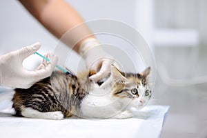 Female veterinary doctor giving injection for cute kitten photo