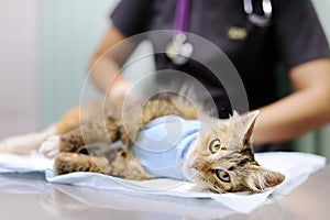 Female veterinary doctor puts the bandage on the cat after surgery